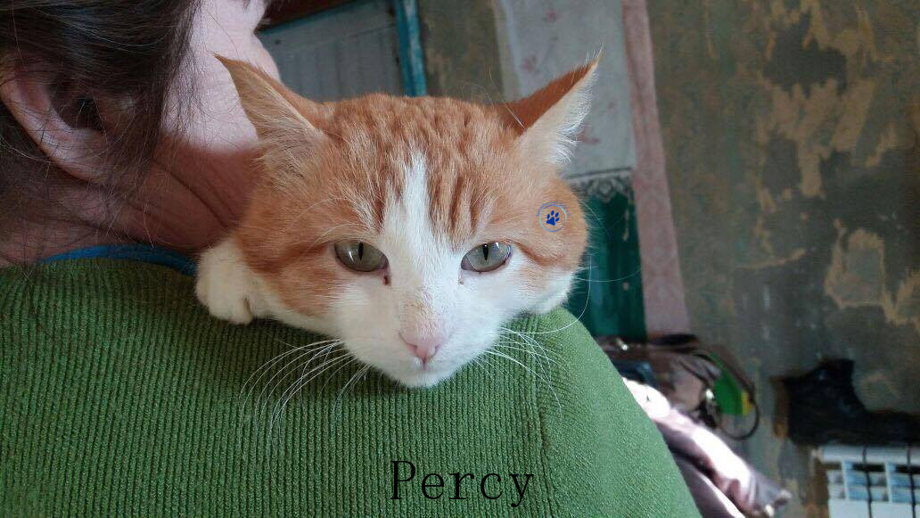 Bilder_Name/Percy02 mit Namen.jpg